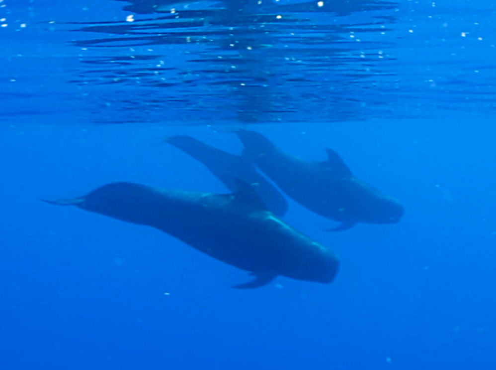 Short-Finned Pilot Whale